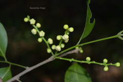 Reinwardtiodendron anamalaiense